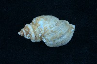 藏品(核螺)的圖片